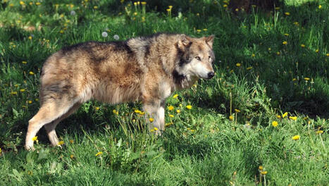 VIDEO. Un loup a-t-il &eacute;t&eacute; film&eacute; au beau milieu d&rsquo;un petit village des Hautes-Pyr&eacute;n&eacute;es&nbsp;? | Accueil | Scoop.it