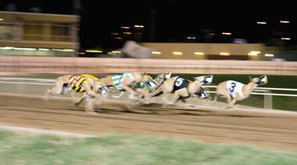 Court twice rules against Florida drug testing rules | Greyhound Racing | Scoop.it