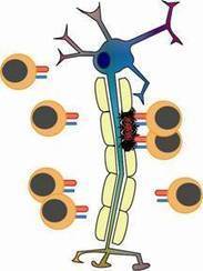 University of Bristol. Lectures Notes in Immunology and Ocular Immunopathology | Immunology for University Students | Scoop.it