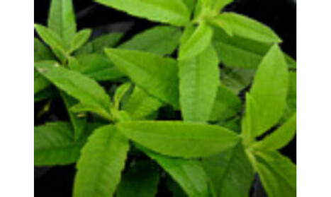 La verveine Citronnée | Aromathologie | Scoop.it