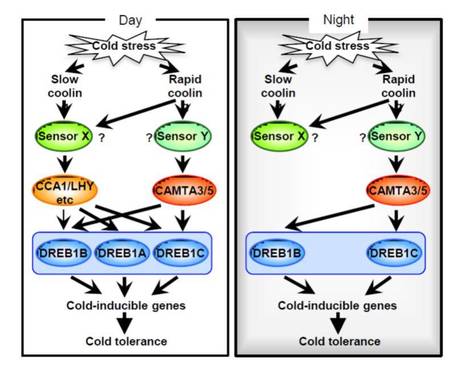 Different cold-signaling pathways function in the responses to rapid and gradual decreases in temperature ($) | The Plant Cell | Scoop.it