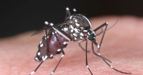 « La France n'est pas à l'abri d'une épidémie de dengue » | Variétés entomologiques | Scoop.it