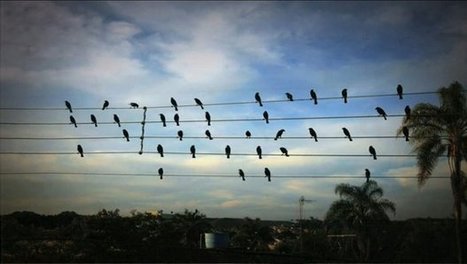 ¿Por qué las aves no se electrocutan en los cables de alta tensión? | tecno4 | Scoop.it