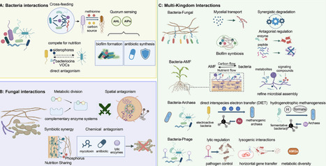 Principles for Rigorous Design and Application of Synthetic Microbial Communities | advS | RMH | Scoop.it