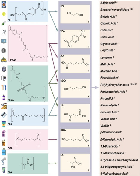 Polyester-derived monomers as microbial feedstocks: Navigating the landscape of polyester upcycling | BAdv | RMH | Scoop.it