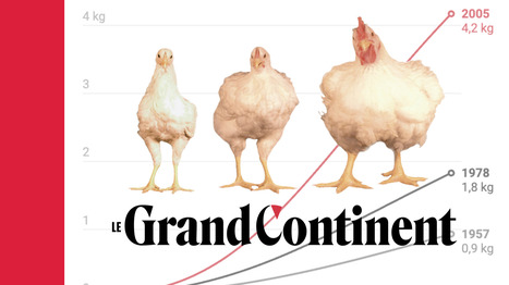ALIMENTATION : Le poids des poulets a &eacute;t&eacute; multipli&eacute; par quatre en 50 ans | ALIMENTATIONS | Scoop.it