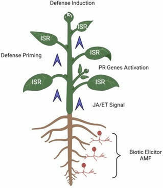 Arbuscular Mycorrhizal Fungi and Their Role in Plant Disease Control: A State-of-the-Art - ScienceDirect | Plant-Microbe Symbiosis | Scoop.it