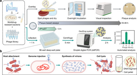 Rapid and quantitative measurement of bacteriophage infectivity via fully automated droplet digital PCR | Ncm | RMH | Scoop.it