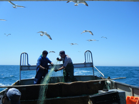 First measures to reduce seabird bycatch in Portugal | Biodiversité | Scoop.it