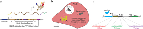 Transcription activator-like effector hybrids for conditional control and rewiring of chromosomal transgene expression : Scientific Reports | TAL effector science | Scoop.it