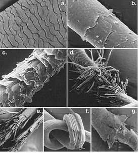 Cosy Maasdam - Google+ - Zie op de foto een hoofdhaar in verschillende toestanden.&hellip; | Informatie over haar | Scoop.it