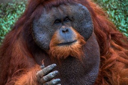 Les orangs-outans pensent à l’avenir : la preuve avec leurs cris | Culture Histoire Littérature | Scoop.it