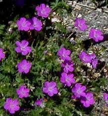 Use a ground cover to suppress weeds | Gardening Life | Scoop.it
