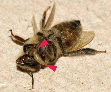 Devenues zombies, des abeilles parasitées sortent la nuit | EntomoNews | Scoop.it