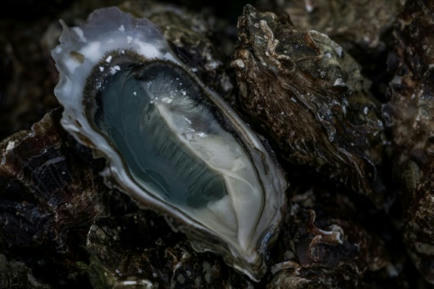 Les microfibres perturbent le métabolisme des huîtres, selon une étude | Toxique, soyons vigilant ! | Scoop.it