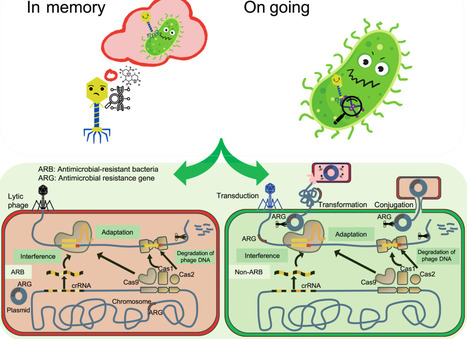 Antiviral defense systems drive persistence of antimicrobial-resistant bacteria but limit the transfer of antimicrobial resistance genes in anaerobic digestion | imeta | RMH | Scoop.it