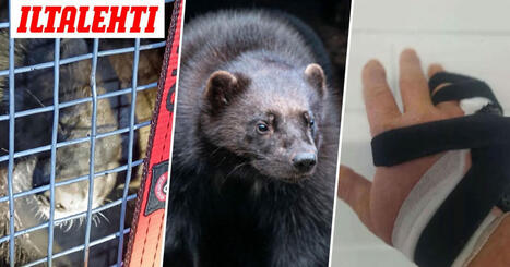 Näin kävi Karille, jolta Turun ahma silpoi käden | 1Uutiset - Lukemisen tähden | Scoop.it