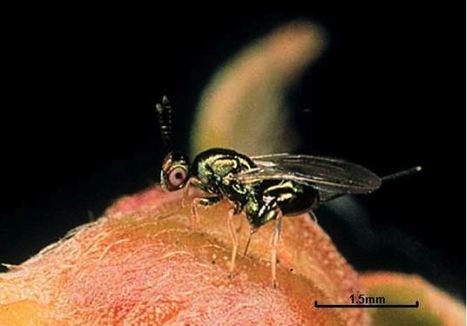 Salvemu i castagni - Sauvons les ch&acirc;taigniers | Vari&eacute;t&eacute;s entomologiques | Scoop.it