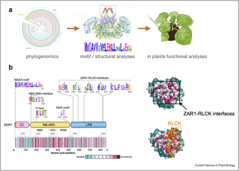 Current Opinion Plant Biology: EVO-MPMI: From fundamental science to practical applications (2023) | Publications | Scoop.it