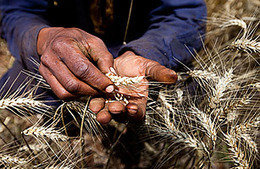 Climate Change and Farming: How Not to Go Hungry in a Warmer World | CORPORATE SOCIAL RESPONSIBILITY &ndash; | Scoop.it