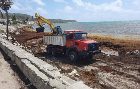 Antilles : Un « service public anti-sargasses » d'ici octobre pour gérer le ramassage des algues | Biodiversité | Scoop.it