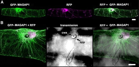 Plant Cell: A Barley ROP GTPase ACTIVATING PROTEIN Associates with Microtubules and Regulates Entry of the Barley Powdery Mildew Fungus into Leaf Epidermal Cells | Plants and Microbes | Scoop.it