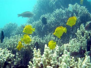 Study: Man-made ocean acidity threatens sea life | OUR OCEANS NEED US | Scoop.it
