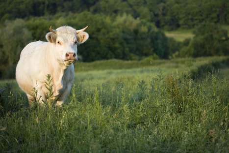 Bovins viande – Le manque de marchandise est préoccupant. | Actualité Bétail | Scoop.it