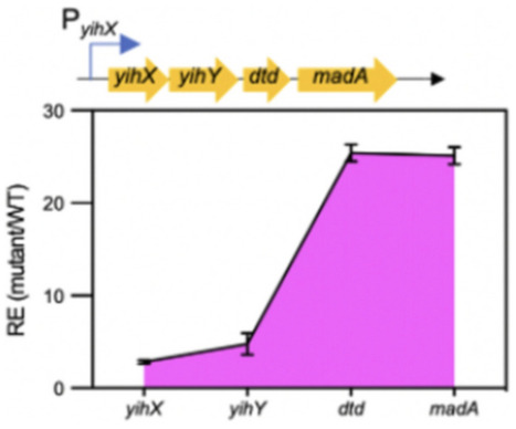 A Single-Nucleotide Substitution Generates a de Novo Promoter That Activates a Latent Metabolic Bypass in Escherichia coli | mmb | RMH | Scoop.it
