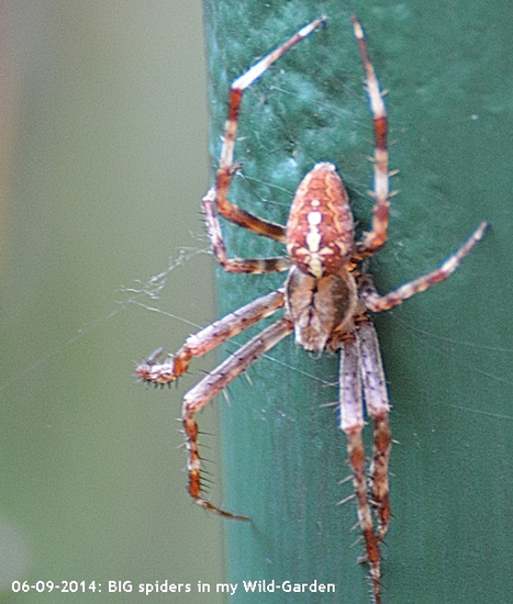 Gardensafari Garden Spiders (with lots of pictures) | Hobby, LifeStyle and much more... (multilingual: EN, FR, DE) | Scoop.it