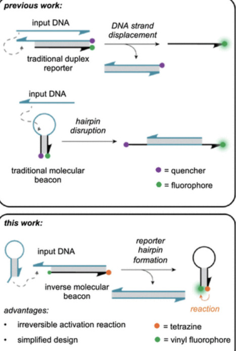Inverted Molecular Beacons as Reaction-Based Hybridization Probes for Small-Molecule Activation by Nucleic Acid Inputs | acs | RMH | Scoop.it