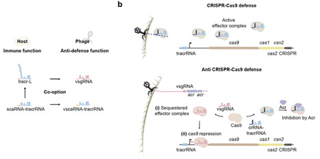 Phage-encoded single-guide RNAs subvert CRISPR-Cas9 immunity | brveco | RMH | Scoop.it