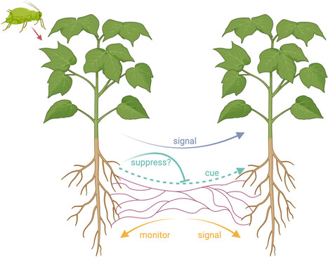 Des plantes qui laissent traîner leurs "oreilles", une hypothèse plus vraisemblable que celle de l'entraide ? | SCIENCES DU VEGETAL | Scoop.it