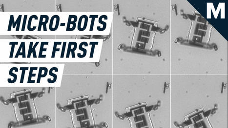 Aided by teeny platinum legs, these microscopic robots are marching into the future | #Research #Robotics  | 21st Century Innovative Technologies and Developments as also discoveries, curiosity ( insolite)... | Scoop.it