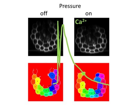 Straining the root on and off triggers local calcium signaling | I2BC Paris-Saclay | Scoop.it