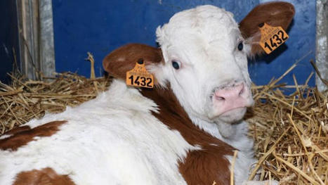 Mieux valoriser les veaux laitiers en France pour la RHD | Actualité Bétail | Scoop.it