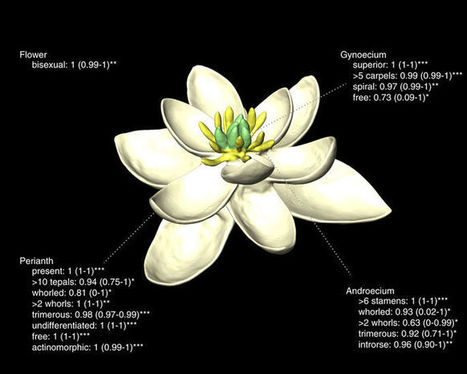 The ancestral flower of angiosperms and its early diversification | Life Sciences Université Paris-Saclay | Scoop.it