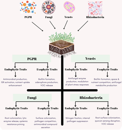 Plant Growth-Promoting Microorganisms as Biocontrol Agents: Mechanisms, Challenges, and Future Prospects | mdpi | RMH | Scoop.it