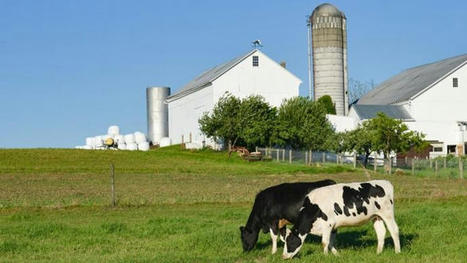 La grippe aviaire détectée pour la première fois sur des vaches laitières | Actualités de l'élevage | Scoop.it