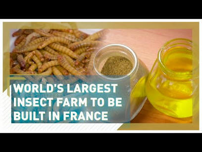 World’s Largest Insect Protein Farm Signals Future Of Food Supply | Online Marketing Tools | Scoop.it