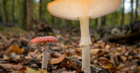 Infect&eacute;es par ce champignon parasite, les mouches deviennent n&eacute;crophiles | Nouveau S.EXE | Scoop.it