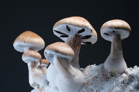 Mycelium Technologies : du myc&eacute;lium bient&ocirc;t dans les assiettes ? | Life Sciences Universit&eacute; Paris-Saclay | Scoop.it