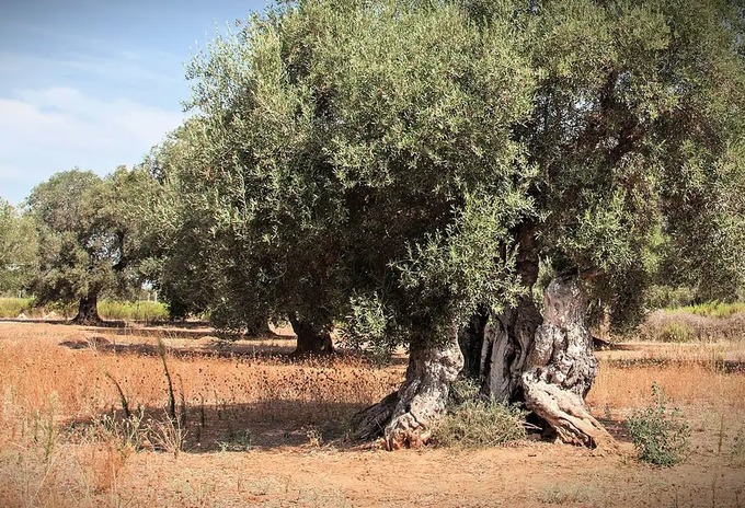 ITALY: Court Halts Removal of Xylella-Infected Millenary Trees in Puglia