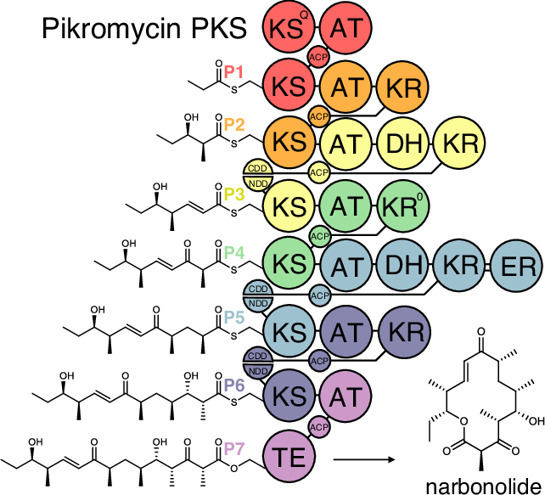 Assessing and harnessing updated polyketide syn...