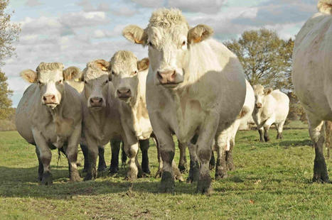 Hauts-de-France: la viande bovine a toujours la cote | Actualité Bétail | Scoop.it