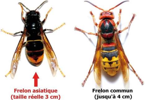 Des frelons asiatiques dans un rucher du Hainaut – Butine.info | Variétés entomologiques | Scoop.it