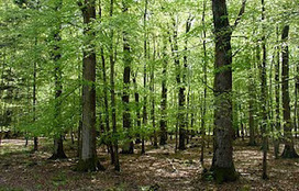 The Rational Realist: TIMMMBER!!! | Timberland Investment | Scoop.it