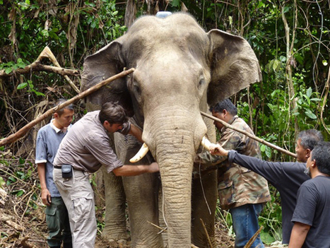 Learning to live with elephants in Malaysia - | BIODIVERSITY IS LIFE  – | Scoop.it