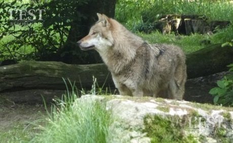 R&eacute;gion Lorraine | Strasbourg : et l&rsquo;on reparle du loup &agrave; la fronti&egrave;re alsacienne - L'Est R&eacute;publicain | Loup | Scoop.it