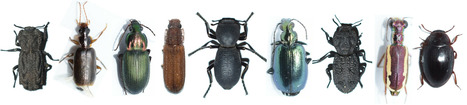 Site d'identification des Carabidae et des Zopheridae de la côte ouest d'Amérique du Nord | Insect Archive | Scoop.it